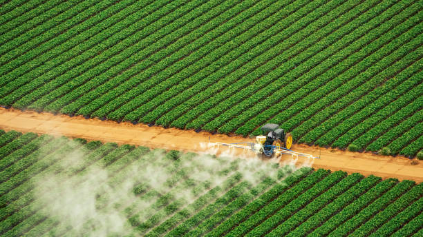 Best Wasp Removal Services  in Sumrall, MS